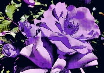 Pop-Art abstraktní růže