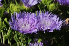 Aster roxo flores close-up