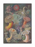 Méduse récif de corail vintage