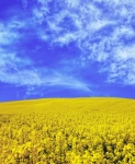 Verkrachting veld bloesem gele hemel