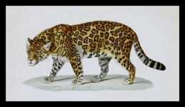 Velká kočka leopardí kočka jaguar