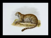 Jaguar för stor kattleopardkatt