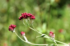 Rote ewige Wildblume