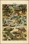 Affiche d'art vintage de reptiles