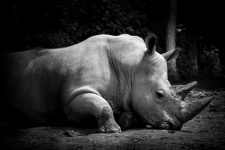 Rhino in black and white