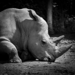 Rhino in zwart en wit