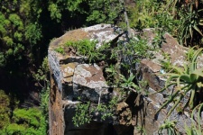 Rock Column Covered With Vegetation
