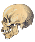 Vintage de anatomia do crânio antigo