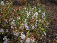 Arbust cu tufuri pufoase de semințe albe