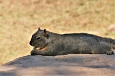 Squirrel Lying On Rock With Peanut