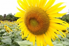 Sun flowers field, sunflowers