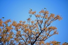Syringa tree in seed against sky