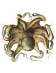 Inktvis octopus mythe van zeevaart