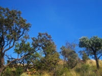 Fák egy dombon, Dél-Afrikában