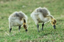 Two Canada Goose Goslings Eating