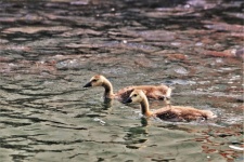Two Canada Goose Goslings Swimming