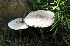 Dwie duże białe grzyby w trawie