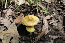 Dwie małe żółte grzyby 2