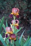 View of pink coloured iris in sun