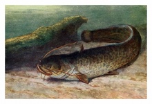 Catfish Freshwater Fish Fish Vintage