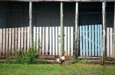 White cock with with white fence