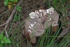 White fungal growth on tree stump