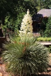 White Yucca Plant in Park