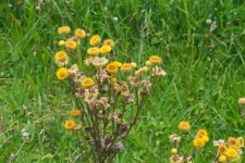 Gelbe ewige wilde Blume