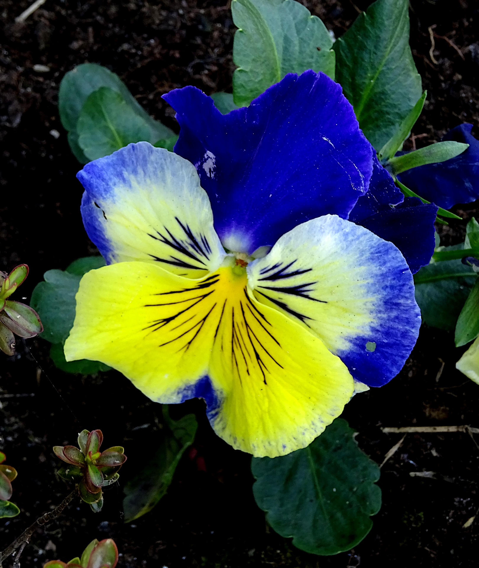 Blue And Yellow Pansy Flower Free Stock Photo Public Domain Pictures