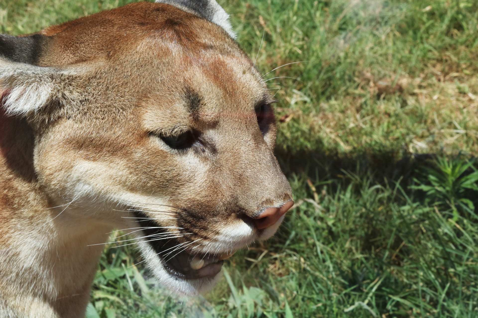 Cougar Head Close Up Free Stock Photo Public Domain Pictures