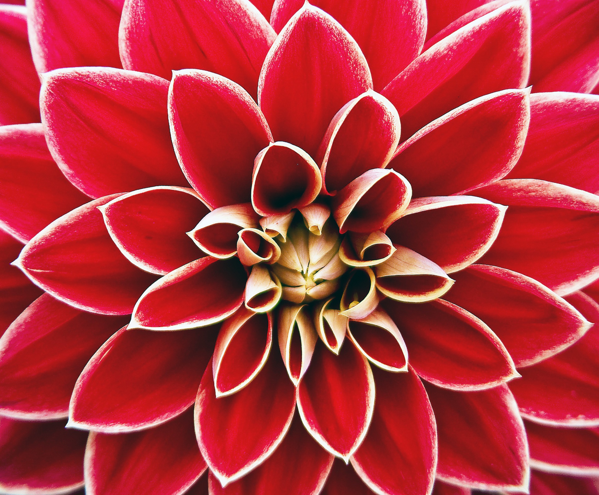 Dahlia Flower Red Free Stock Photo Public Domain Pictures