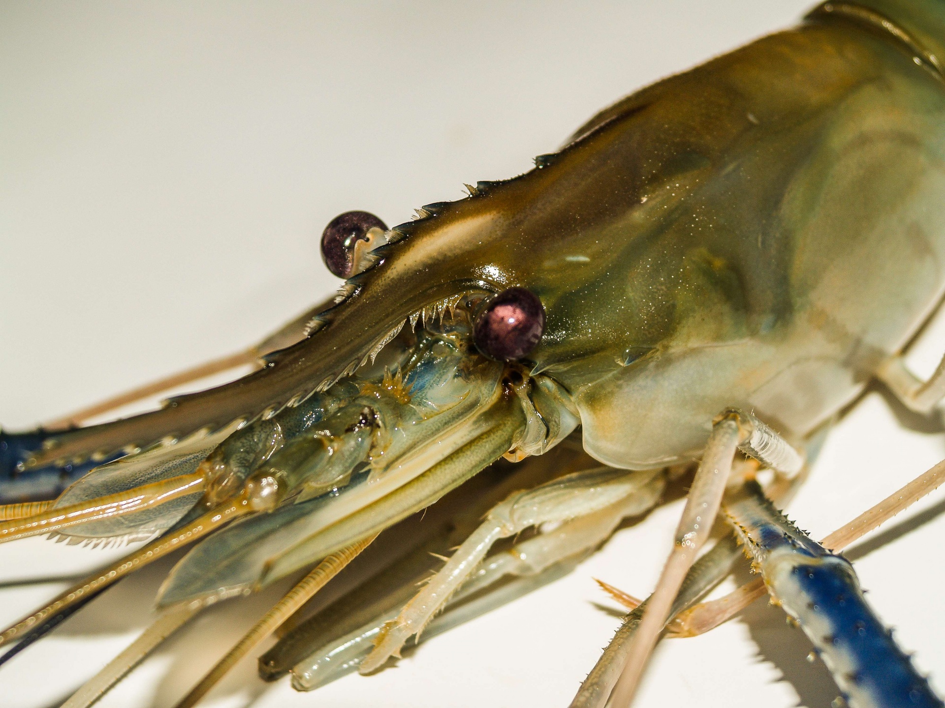 黑虎虾|虾|大虾|摄影|静物|大樹 - 原创作品 - 站酷 (ZCOOL)