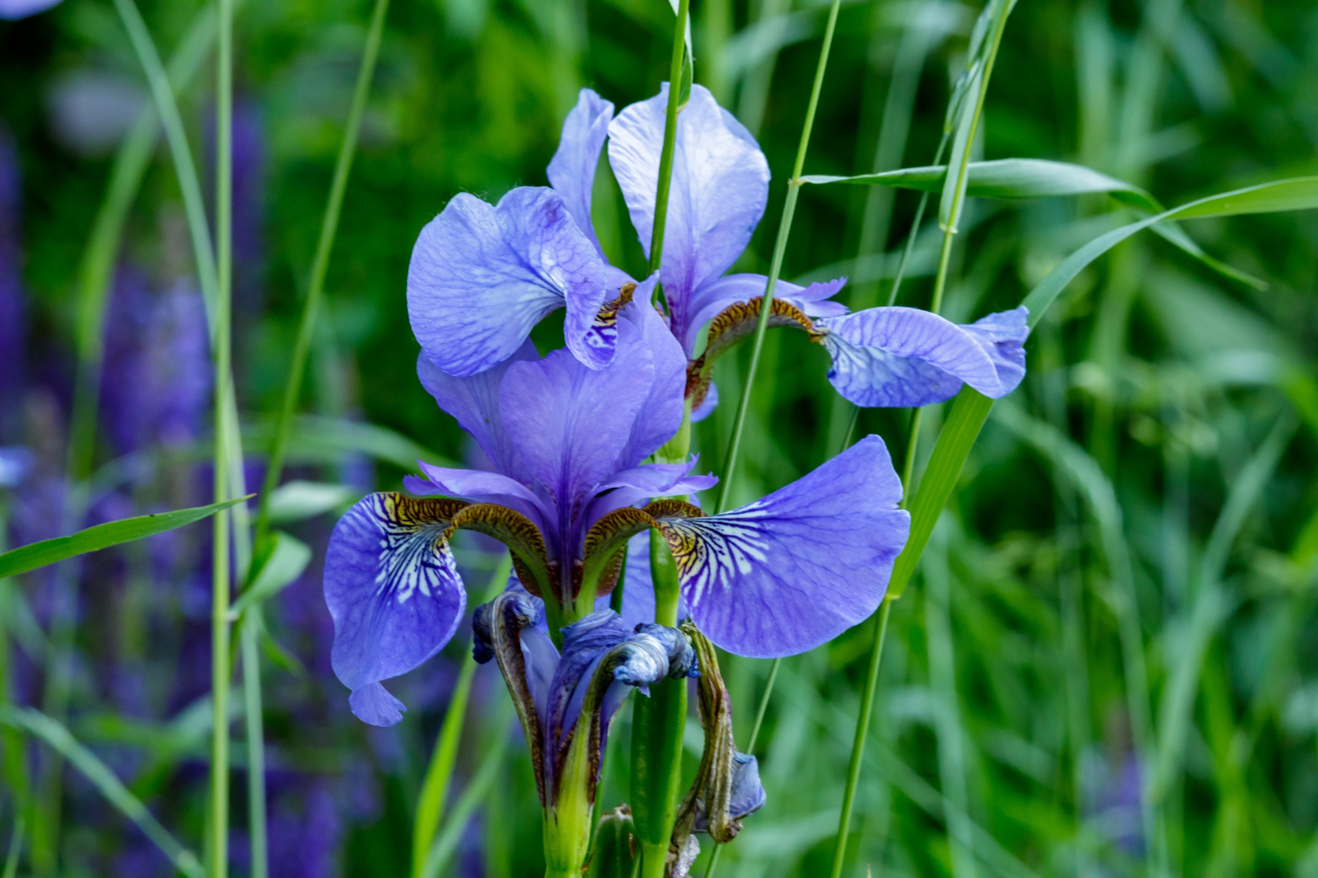 Iris Flower Free Stock Photo - Public Domain Pictures