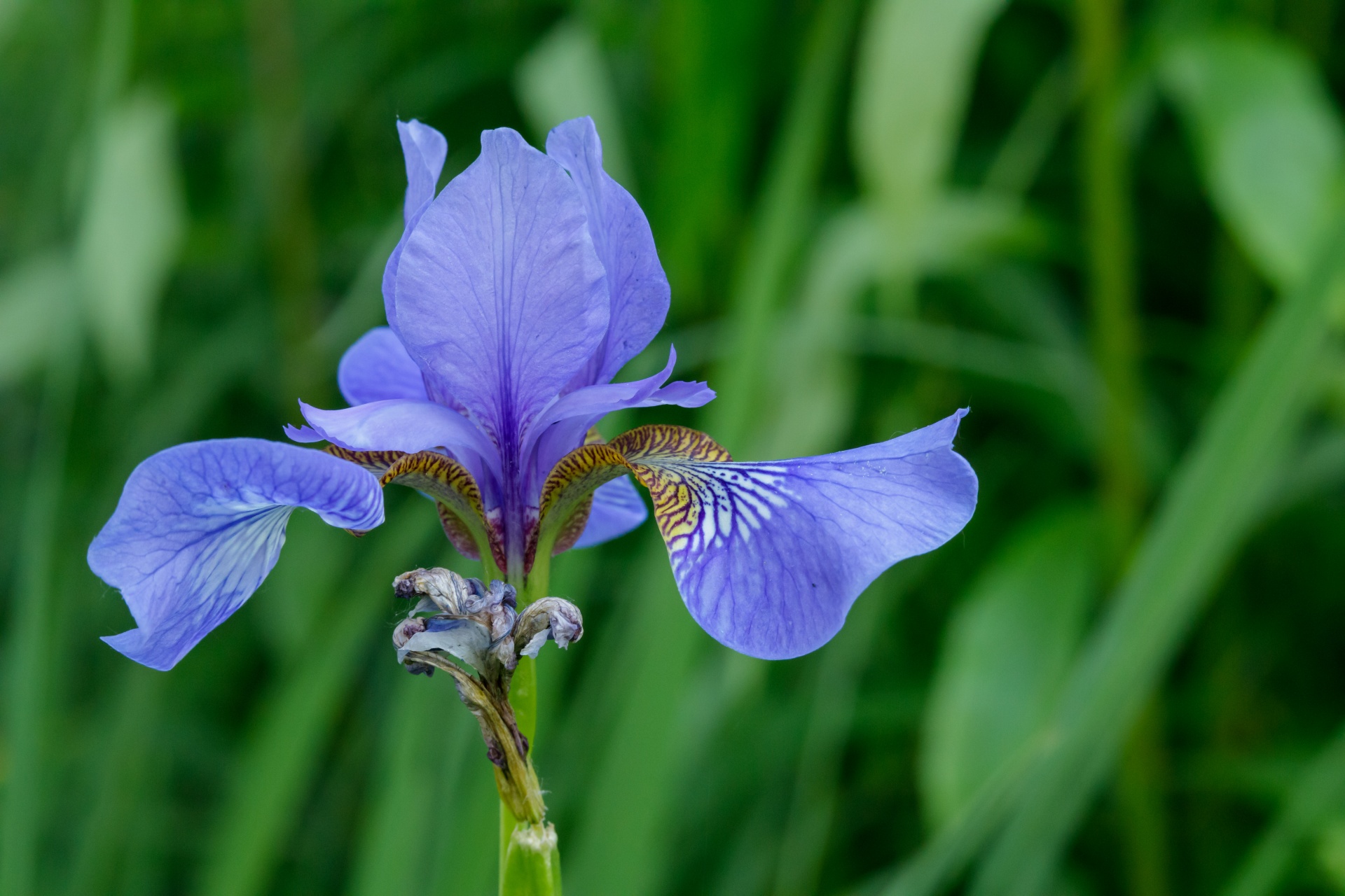 Spring iris flower in the meadow