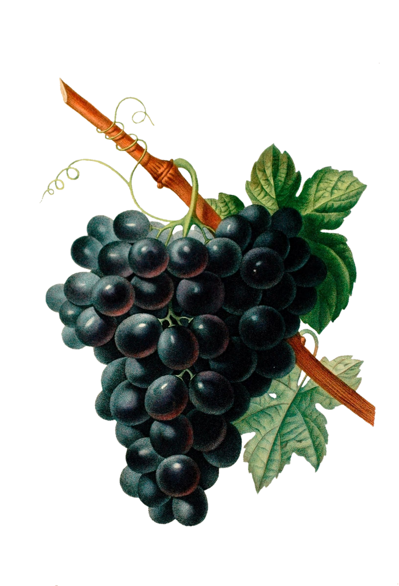Плоды винограда винтажные старые