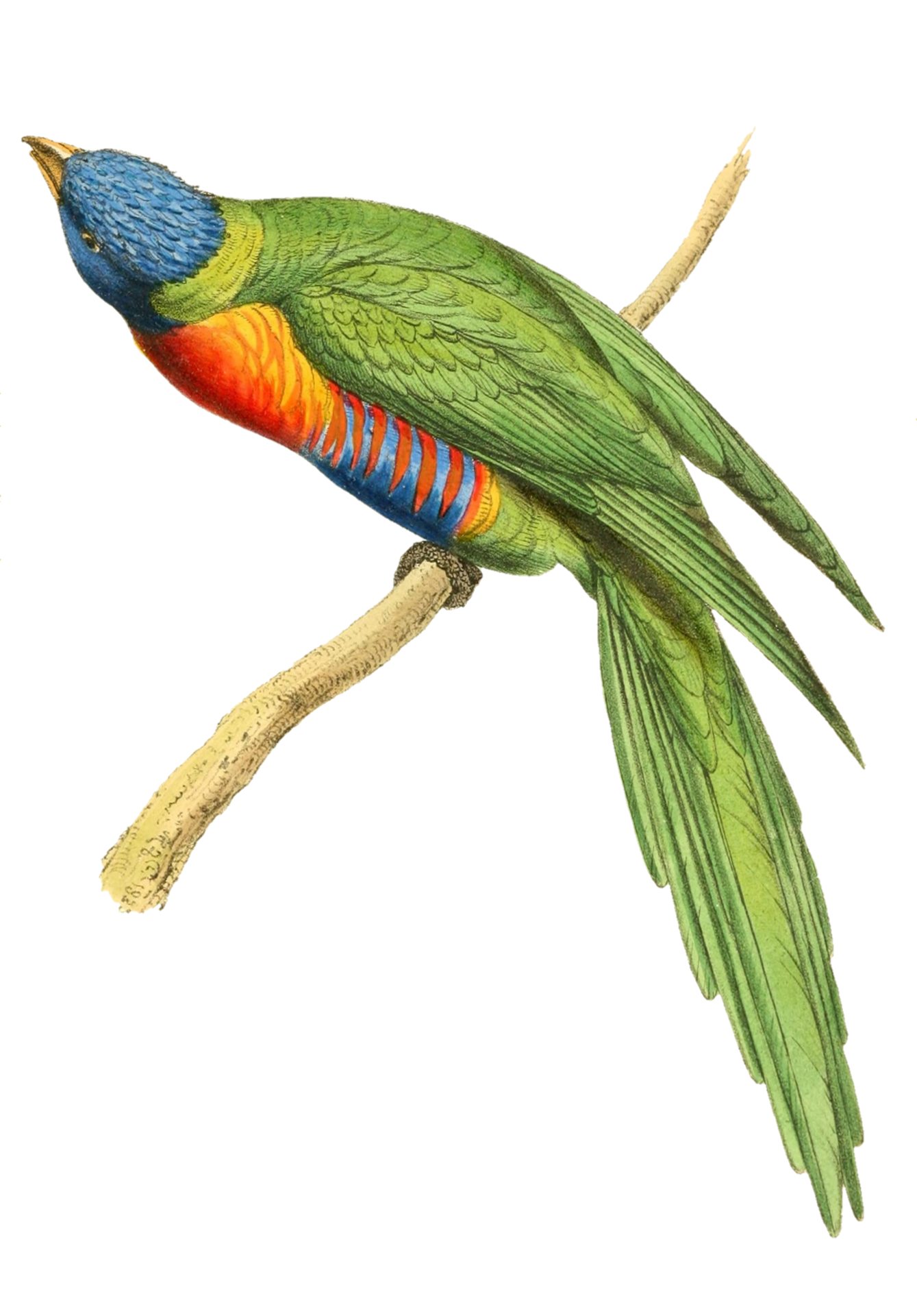 Parrot Bluehead Amazon Bird Free Stock Photo Public Domain Pictures