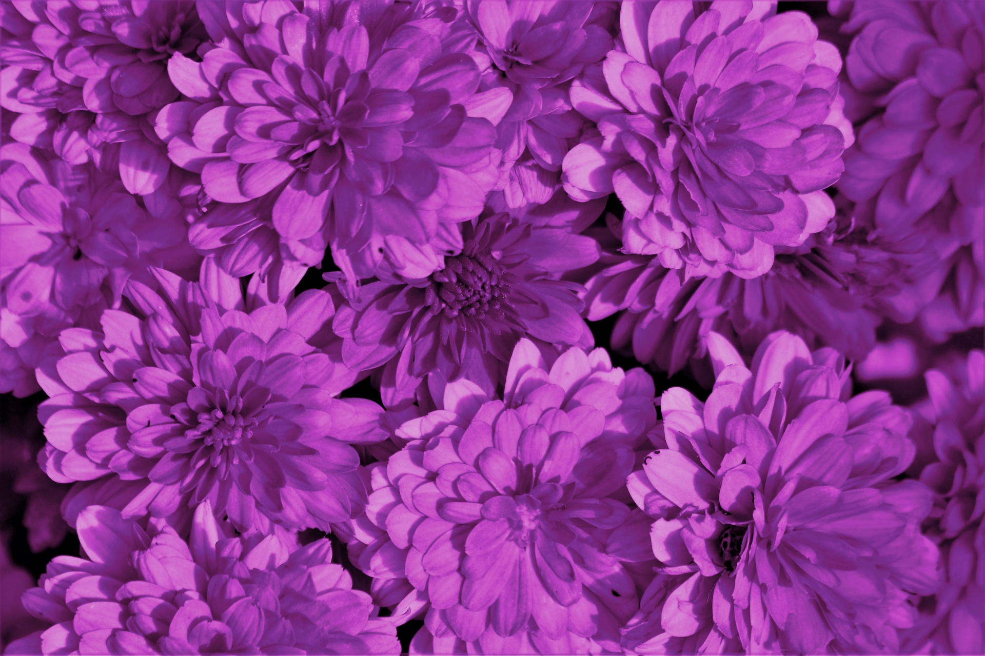 紫の菊の背景 無料画像 Public Domain Pictures