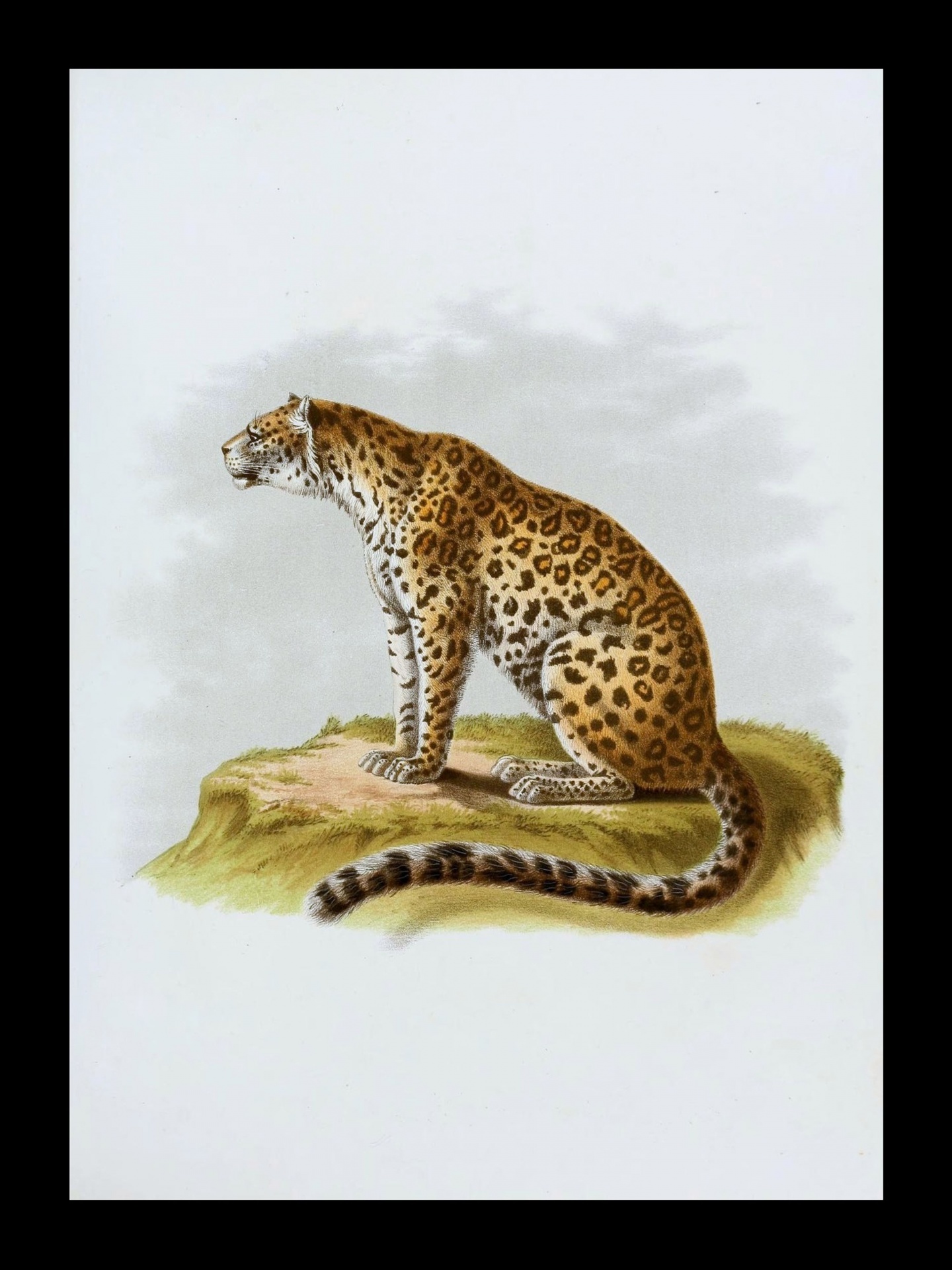 Gato grande leopardo gato onça-pintada