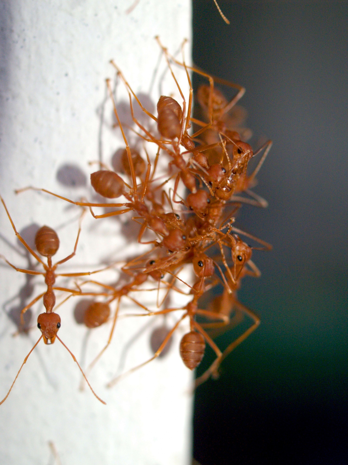 100+张最精彩的“Ant”图片 · 100%免费下载 · Pexels素材图片