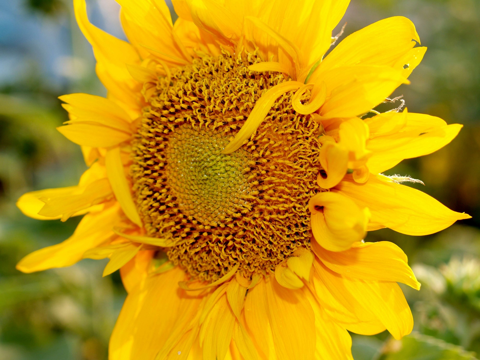 Sunflower Field Free Stock Photo - Public Domain Pictures