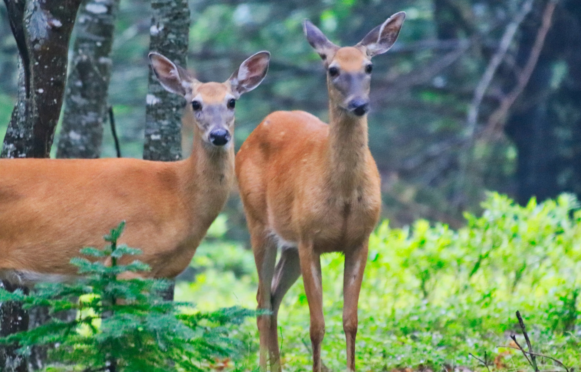 Two Deer Free Stock Photo - Public Domain Pictures