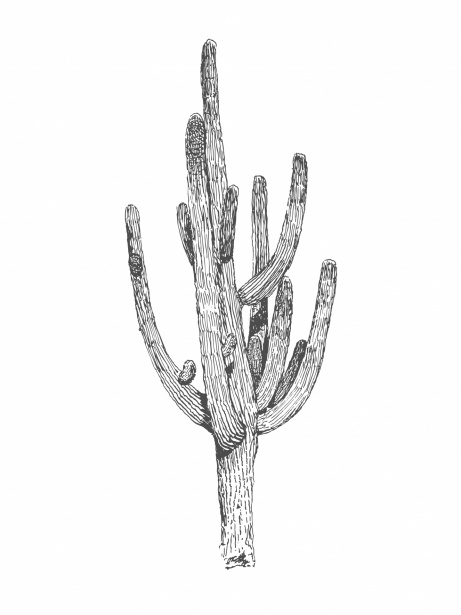 Cactus Clipart Free Stock Photo - Public Domain Pictures