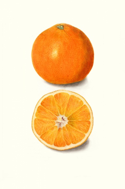 オレンジフルーツフルーツヴィンテージ 無料画像 - Public Domain Pictures