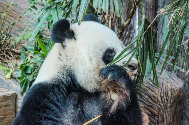 チェンマイ動物園 タイのパンダ 無料画像 Public Domain Pictures