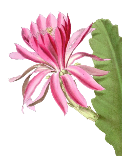 Flor de cactus rosa Stock de Foto gratis - Public Domain Pictures