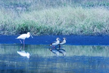 African spoonbill & two wild geese