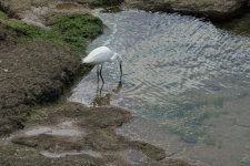 Egret by the water