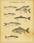 Antique Fish Poster