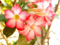Azalea Flowers