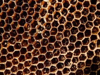 Honey Bee Hive Honeycomb Background